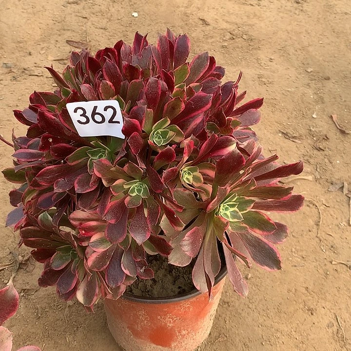 无花朵362金丝缺南