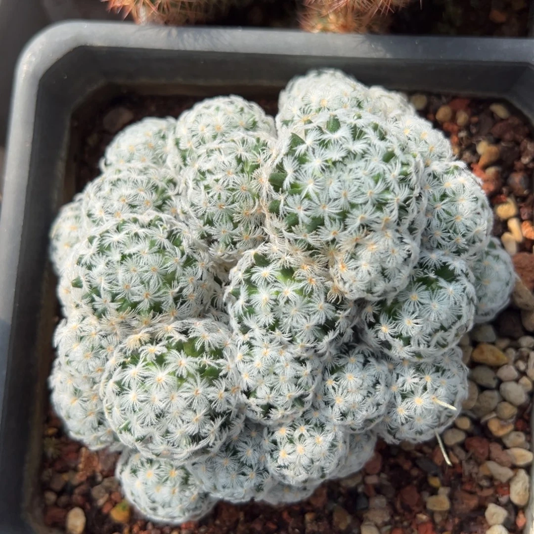 杜威丸随机一颗。