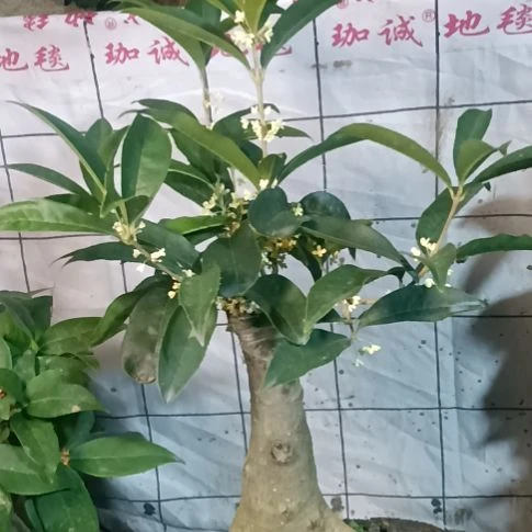 天***涯完全开放四季系的佛顶珠桂花