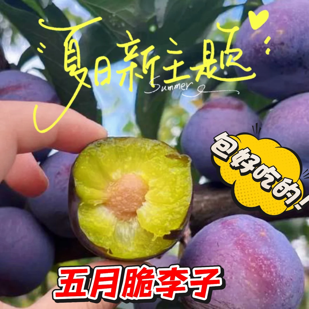 四川正宗五月脆凤凰李新鲜当季水果脆甜多汁脱骨包邮
