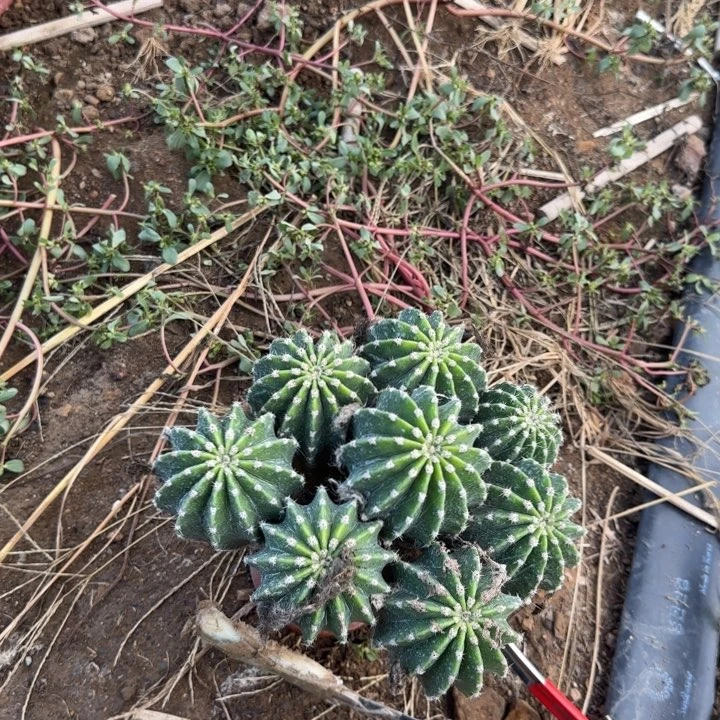 陈***少实生彩草群30的毛花
