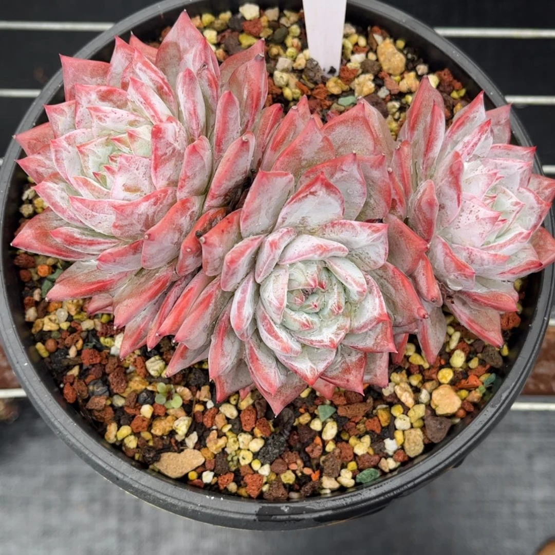 多肉植物1147 满30包邮