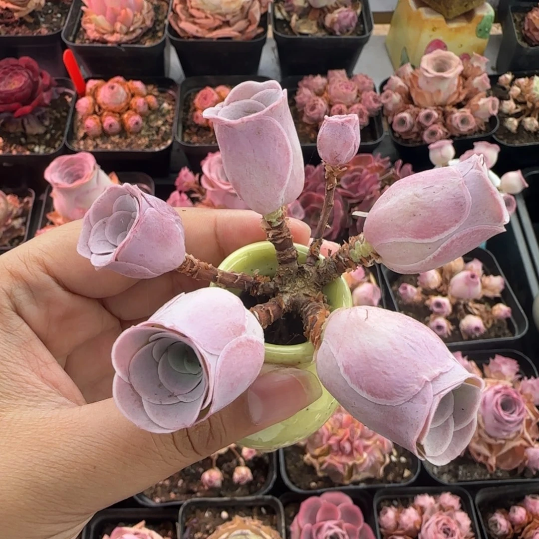 Y863半城玫瑰森洛不含盆