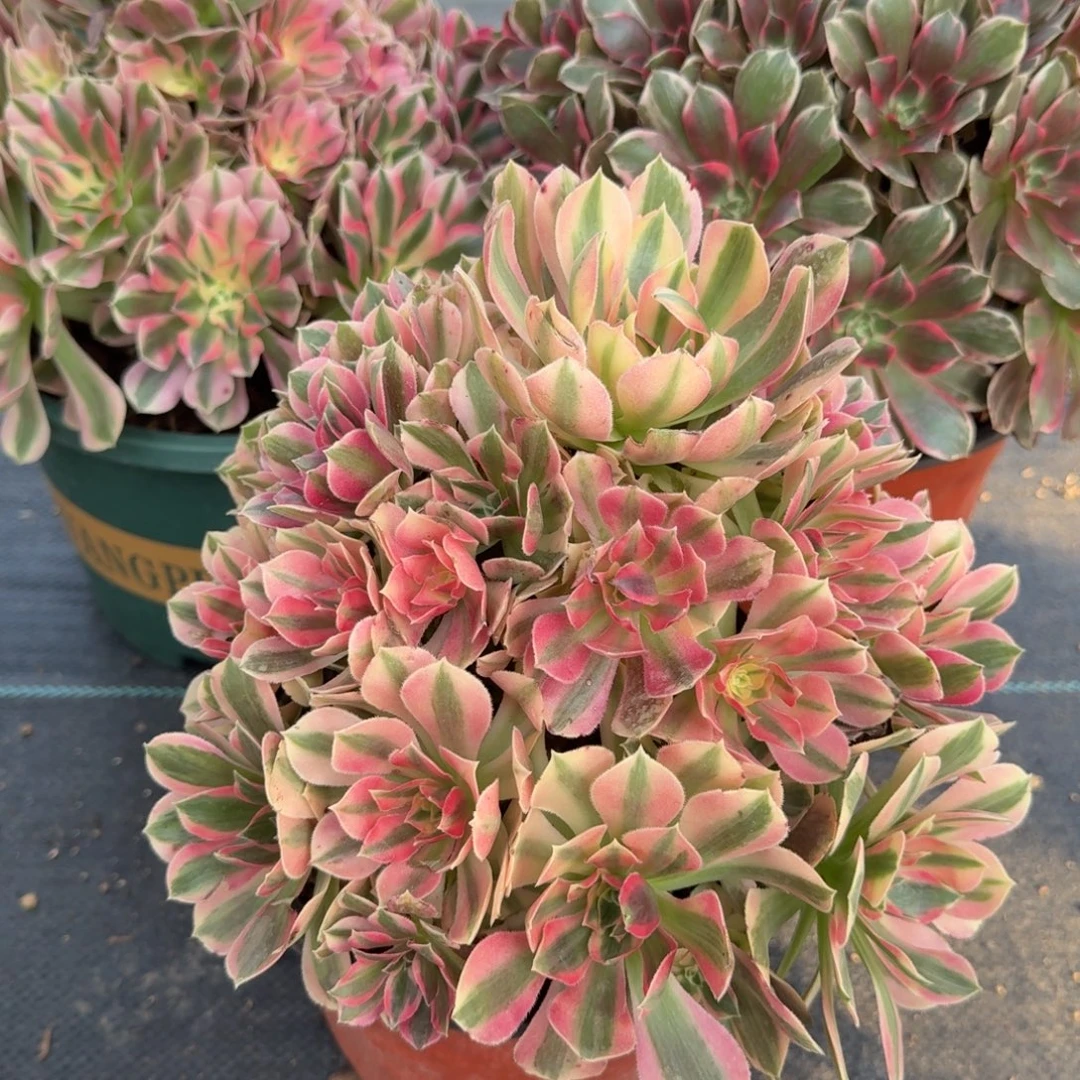 戚***祥超级周正组合法师多肉