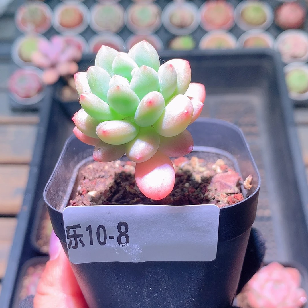 乐然10-8 洛可可