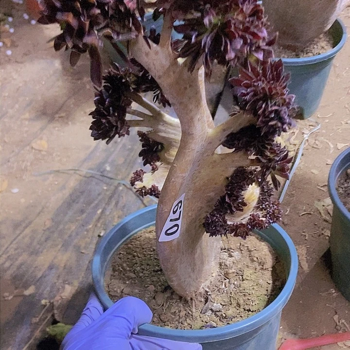 镇****9670黑缀老板子法师缀