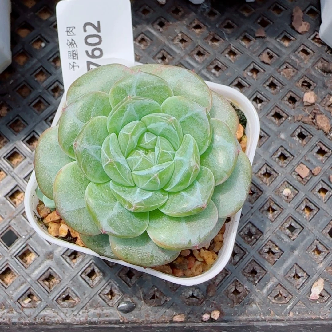 银竹，7602多肉植物