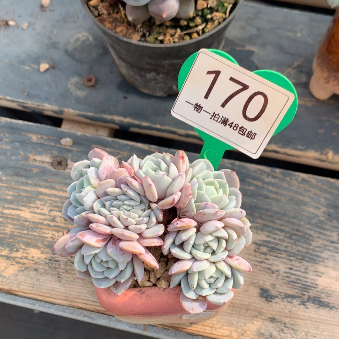 海棠花朵朵缀开播福利170