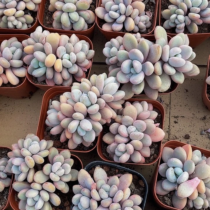 三头粉兔群带盆土发