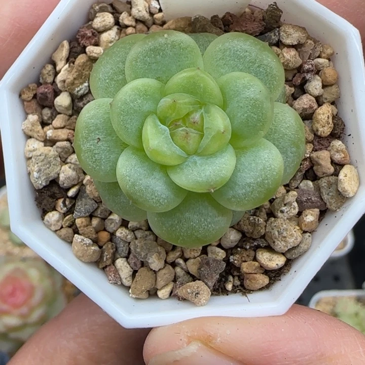 920号青橘晗雨多肉