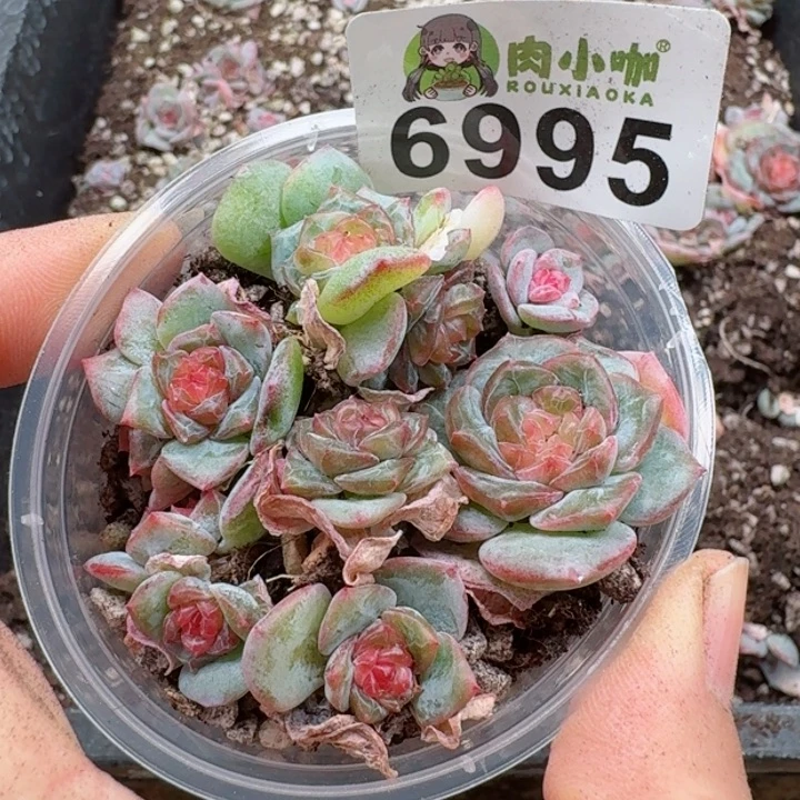 多肉植物多肉植物