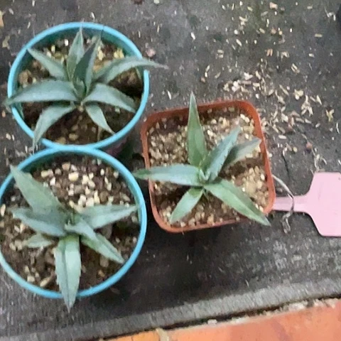 R***N鲸鱼舌杂交屉之雪3颗植物