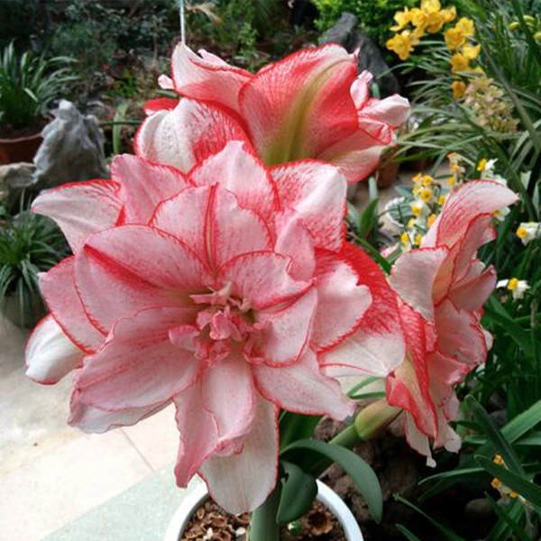 【条纹黛丝】★重瓣朱顶红种球室内外盆栽花卉种植观赏性