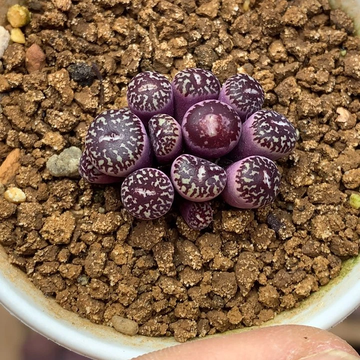 精品多肉植物大战僵尸先生