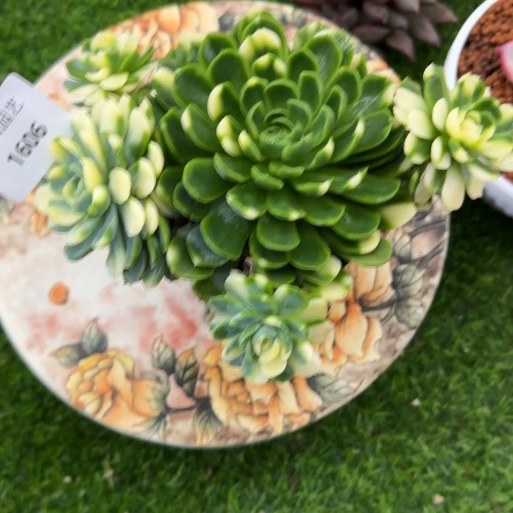 1606贝瑞锦多肉植物的时候