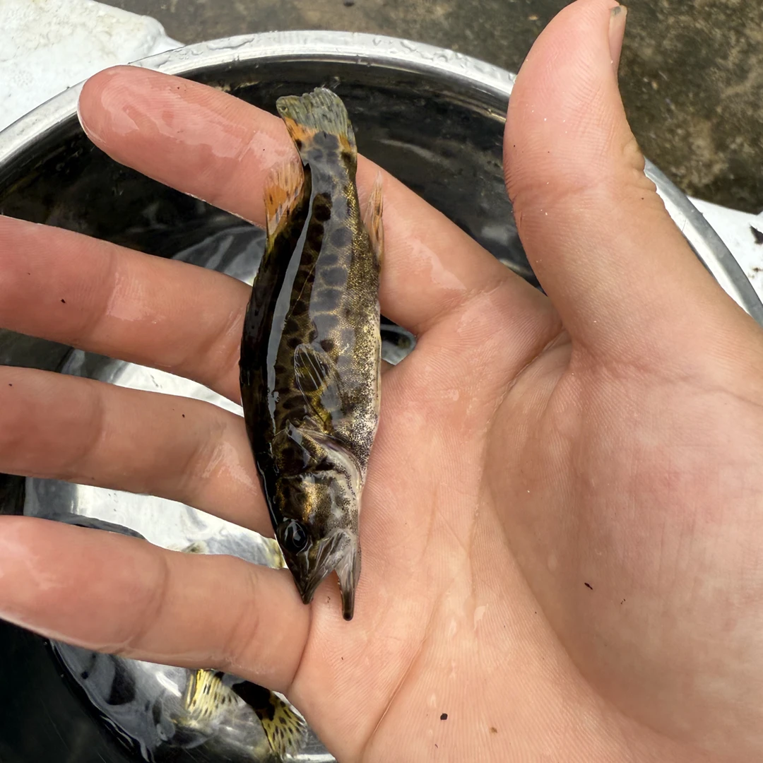 淡水斑鳜活体观赏鱼顺丰包邮包损