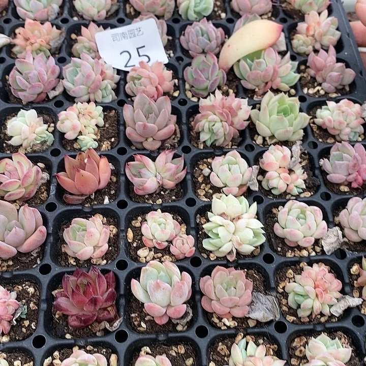 25 多肉植物盆栽花卉植物