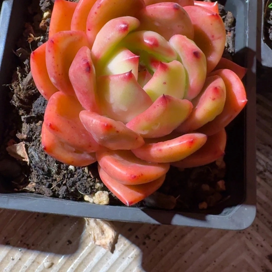 清新多肉（38包邮偏远地区128包邮