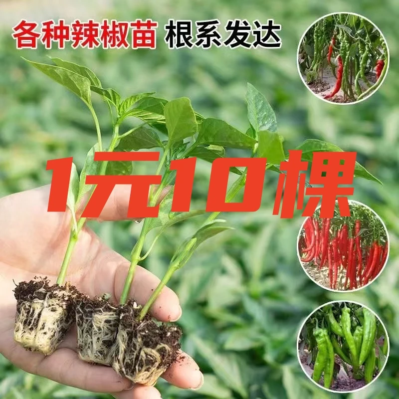特价辣椒苗随机品种