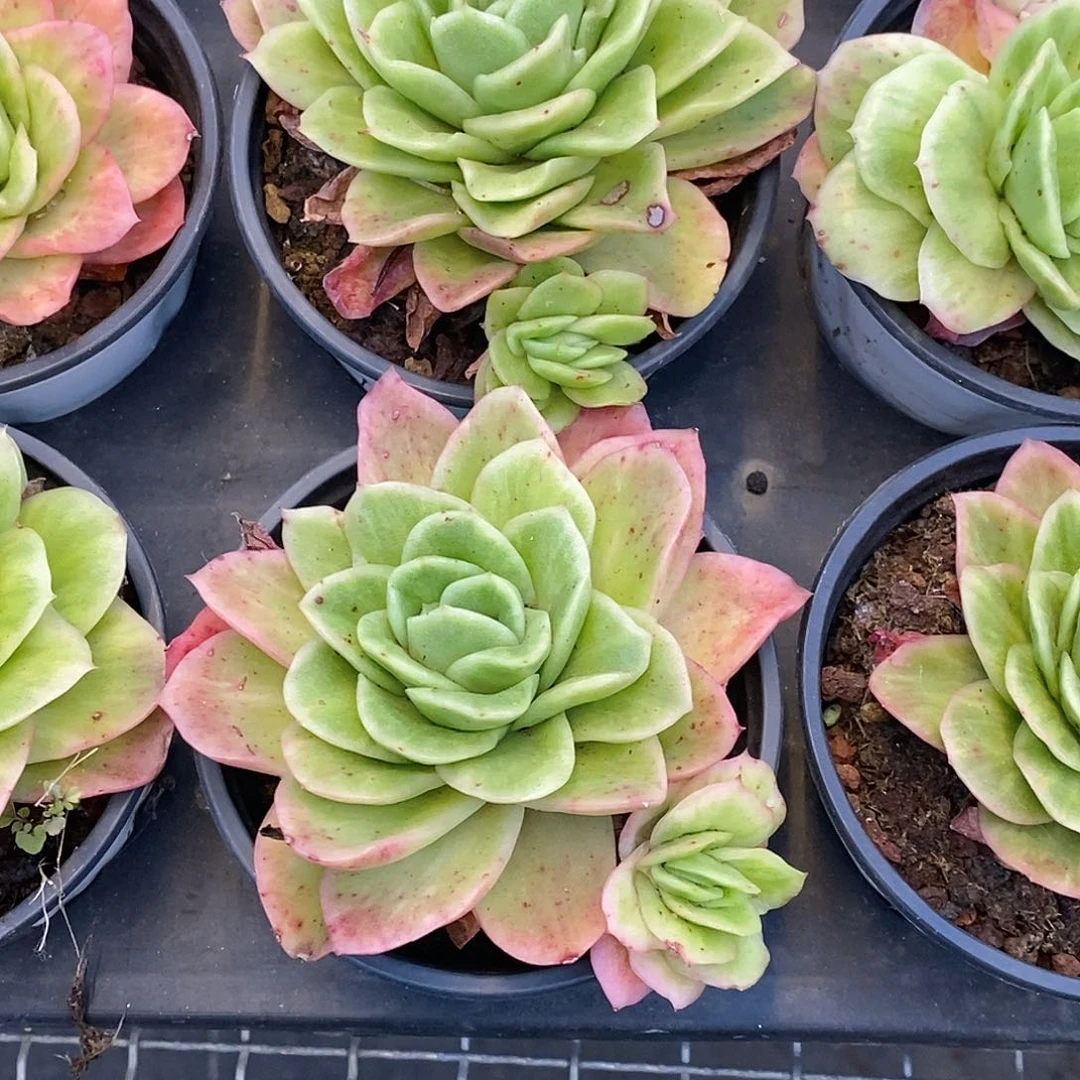 团冰玫瑰群，福利