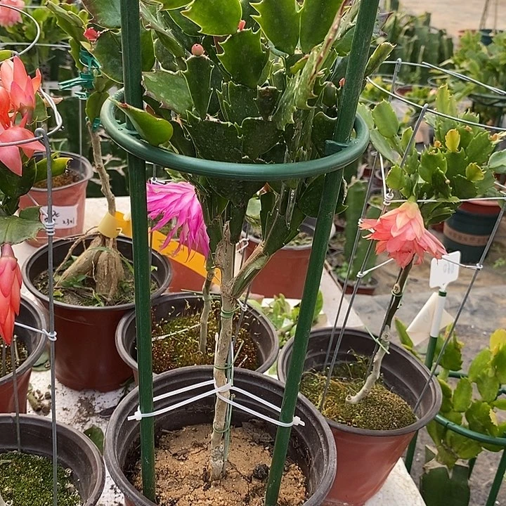 用****3黄金索菲亚一物一拍叶仙嫁接蟹爪兰