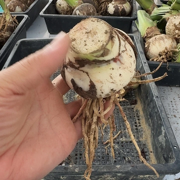 粉重楼朱顶红一棵7+