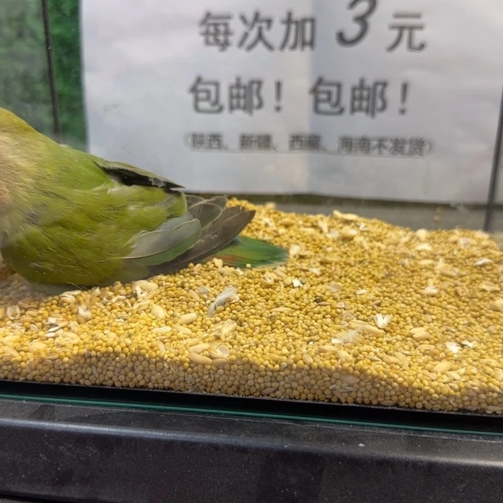 虎皮鹦鹉牡丹鹦鹉绿桃