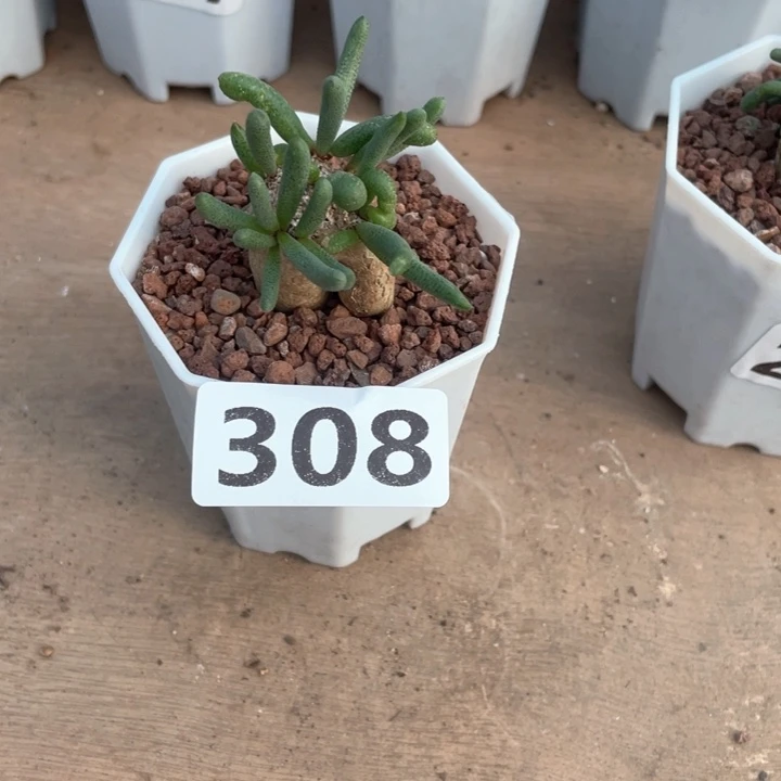 云****?308淡青霜块根植物