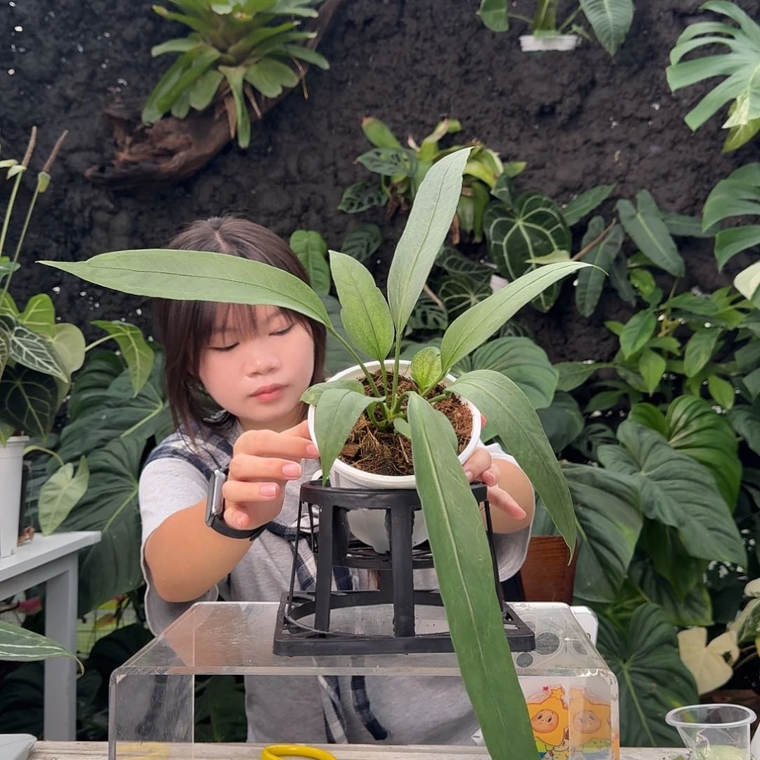 无花朵昭*一物一拍Y178