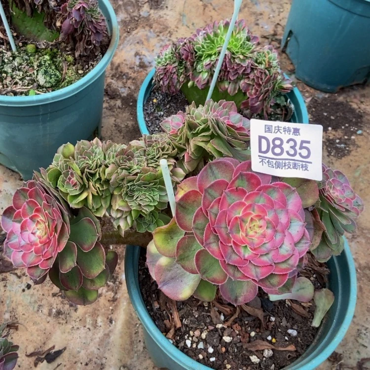 【闪购商品】835荔枝多肉