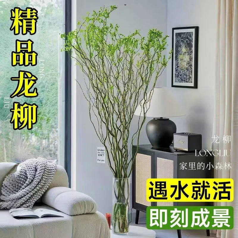 国风青龙柳鲜枝根部插花装饰绿植花卉室内绿植盆栽植物好养易活