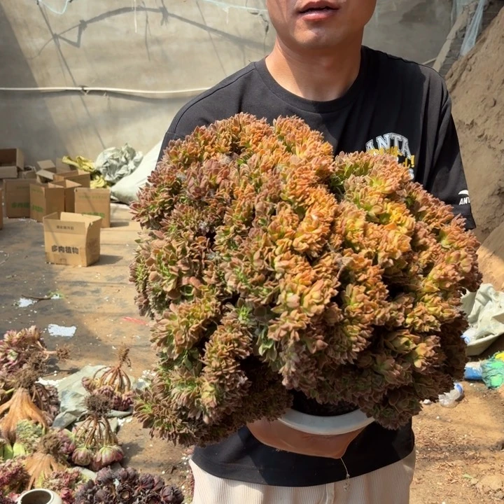 1奶白缀化好看好养好看