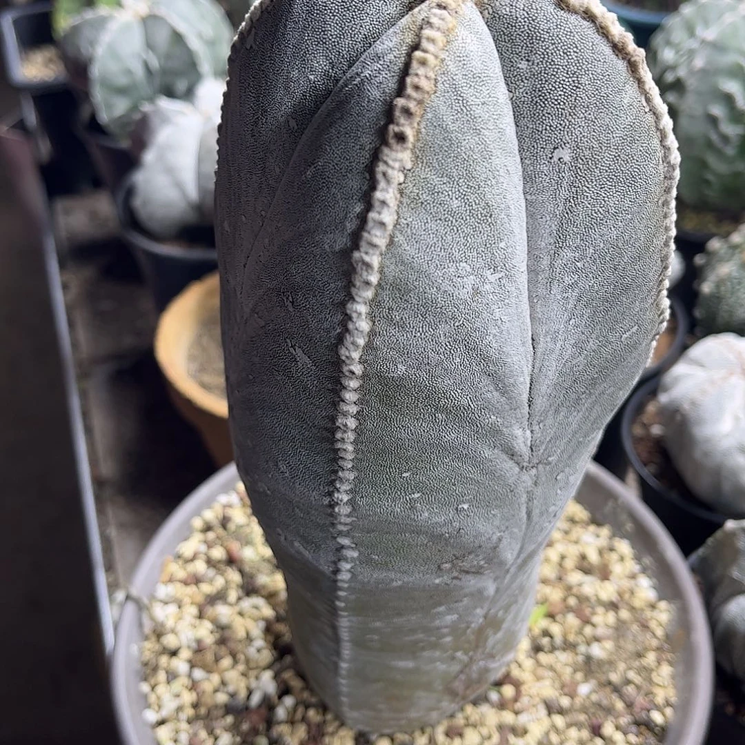 大***鱼无花朵嗯，总，鸾凤玉一颗