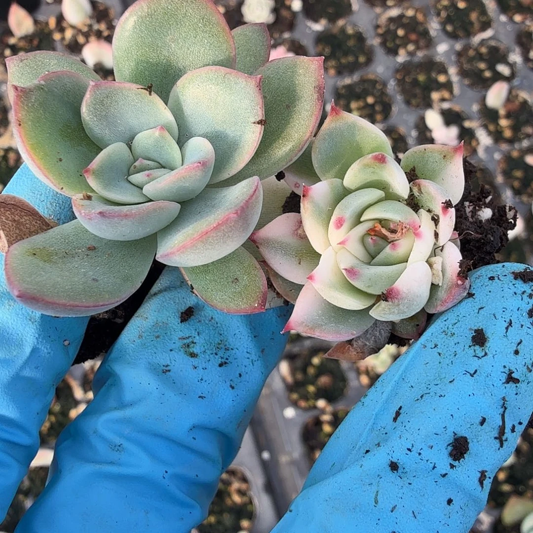 富****）叶插苗两颗，多肉植物