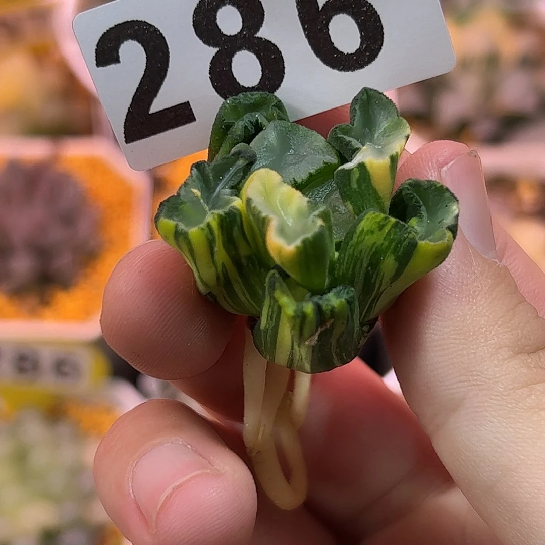 紫镜锦十二卷多肉植物