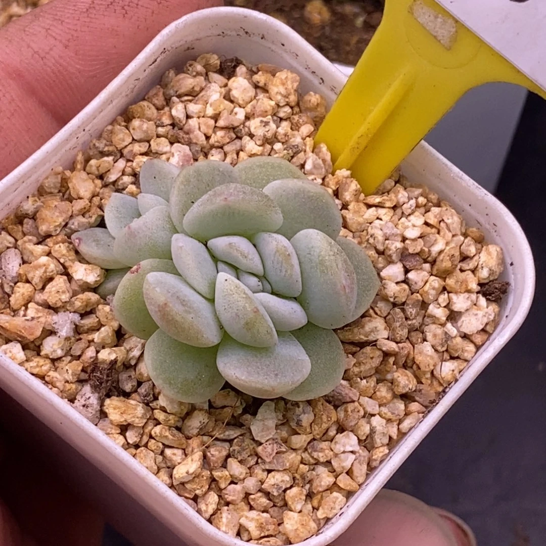 323冰玉缀化多肉…………