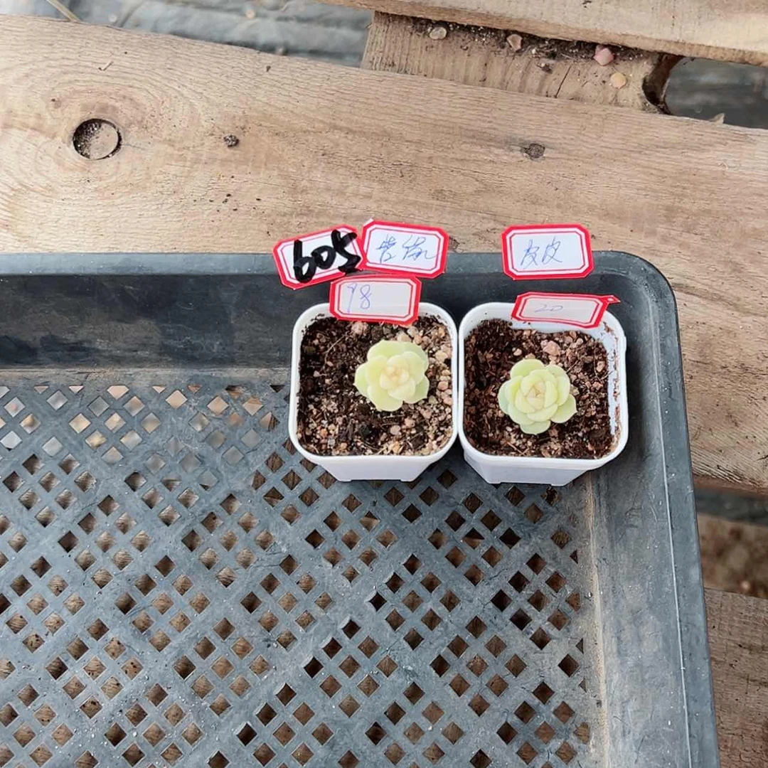 【闪购商品】我**缘605哈哈哈哈哈