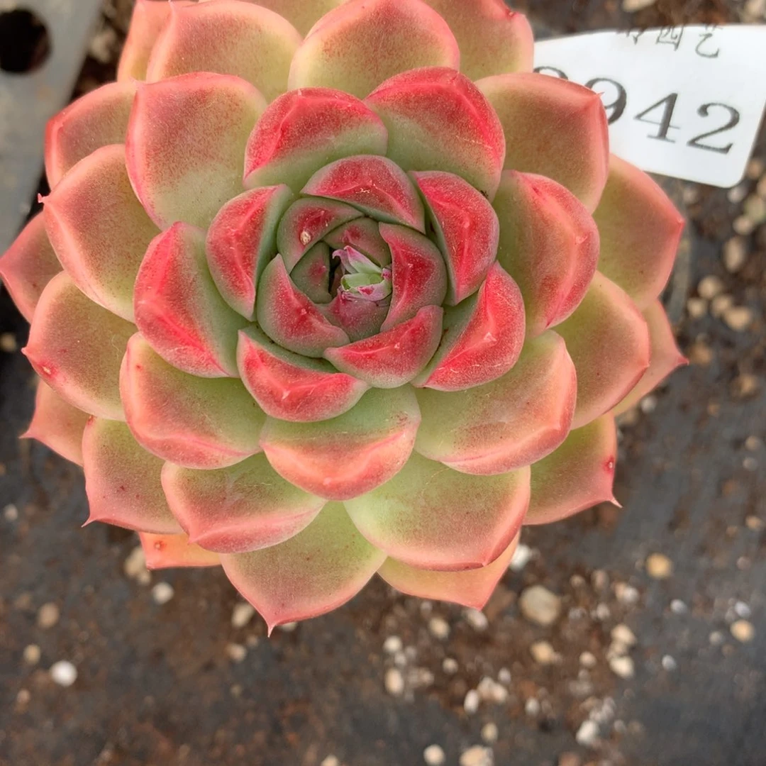 3942杂交精品基地8厘米