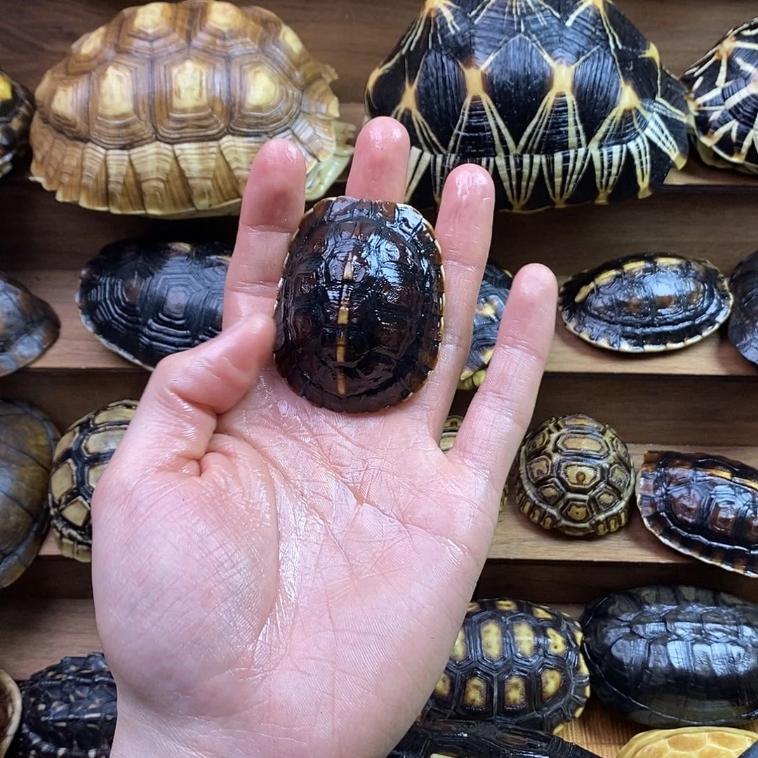 鹿骨摆件妩****y哈哈哈