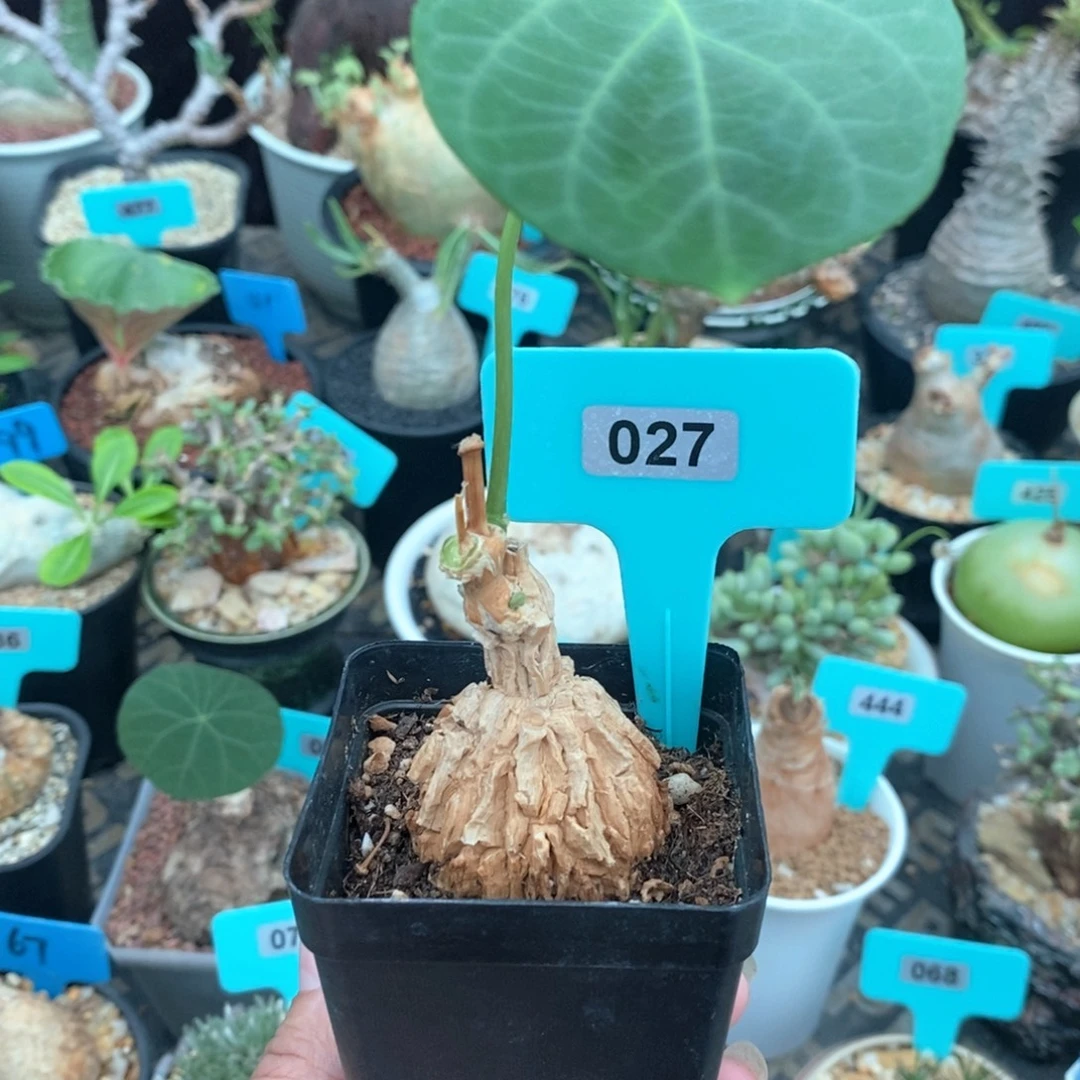 龟甲罗摩多肉植物