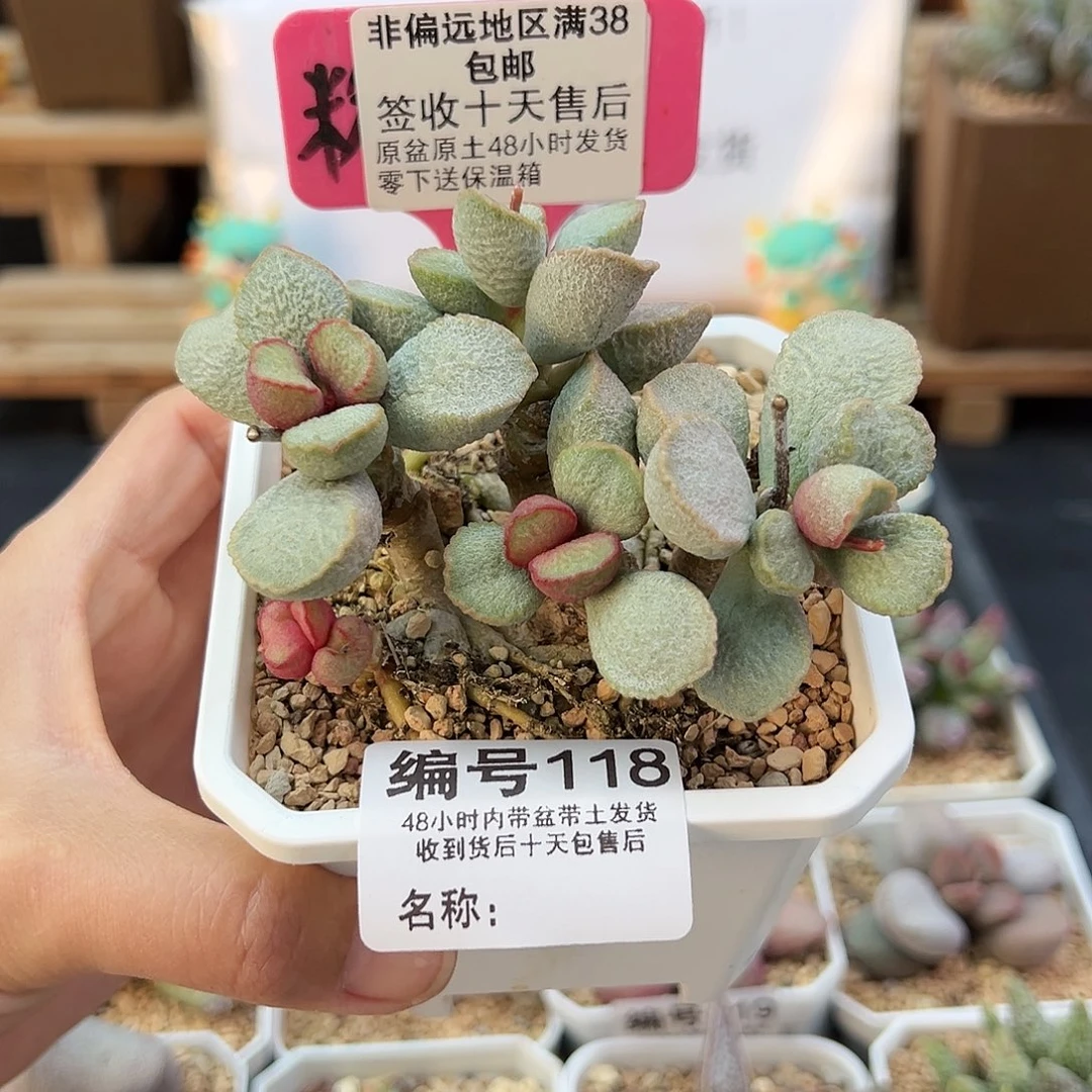 肖*118绿磨砂蛋多肉