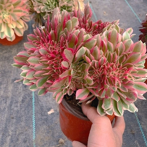 135女巫缀化多肉植物