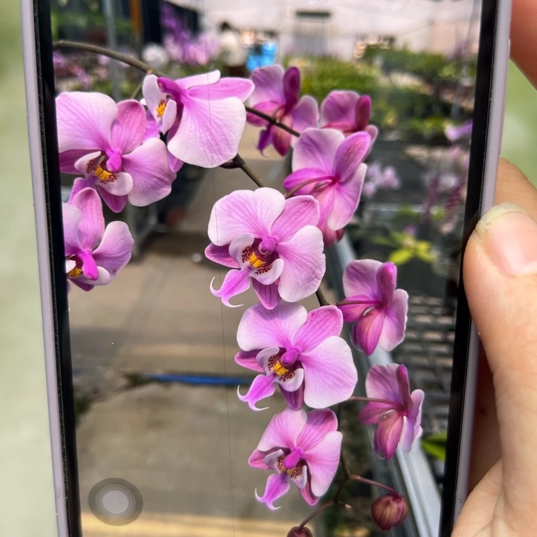 当前无花栽培后可以开花银叶脉纹分生