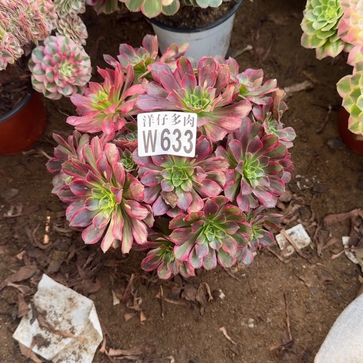 安娜633官服20左右2