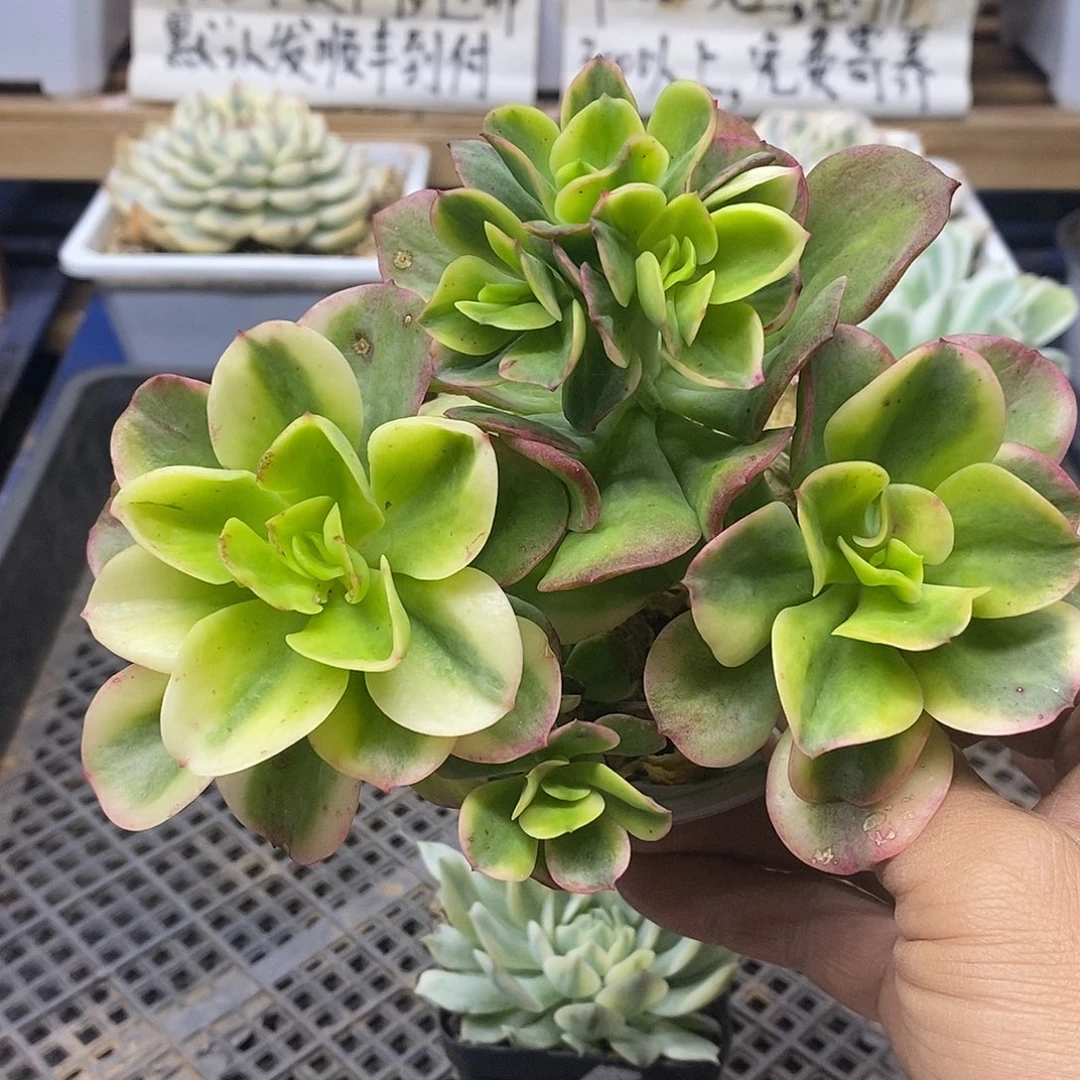 1693 红梅覆轮锦群有砍