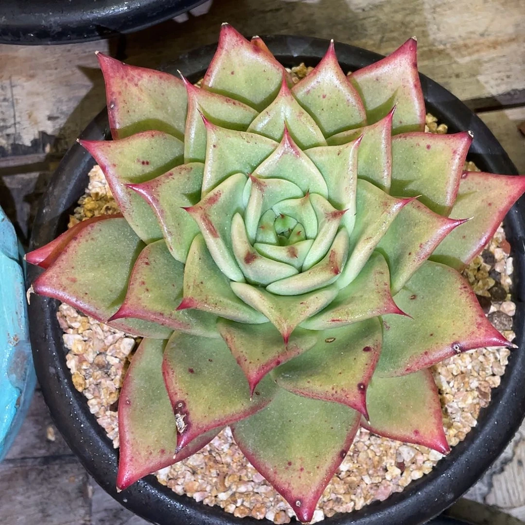 多肉植物一物一拍