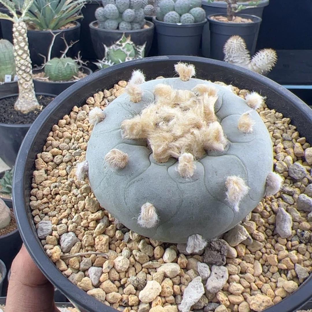 草球实生7一物一拍