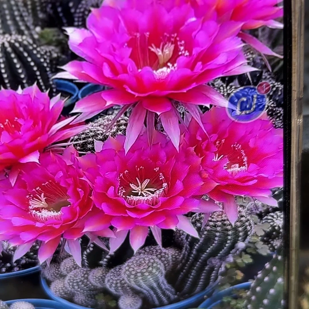 夜叉牡丹彩无根侧牙20包邮43