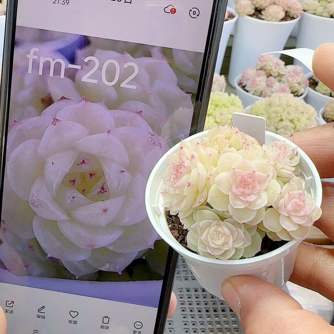 1231-2（fm-202）优选