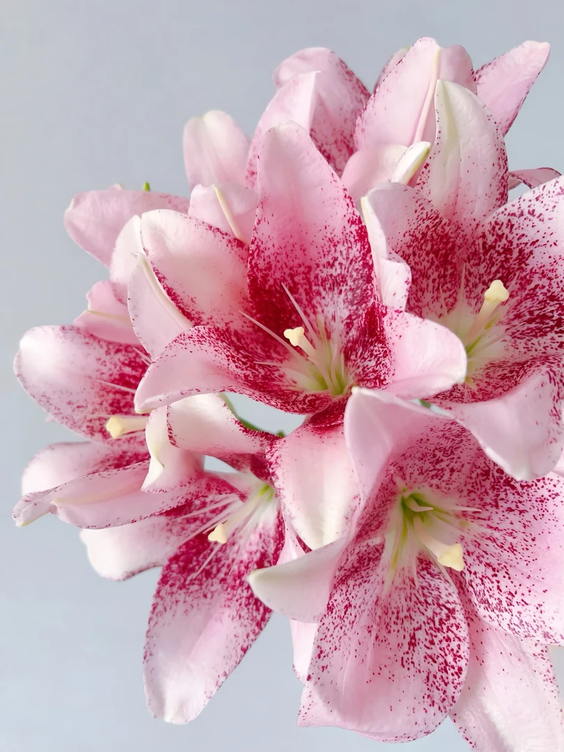 【云舍花卉】【粉天使】【亚百合小花苞】任意满两单及以上鲜花包邮